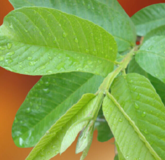 Guava-Leaves