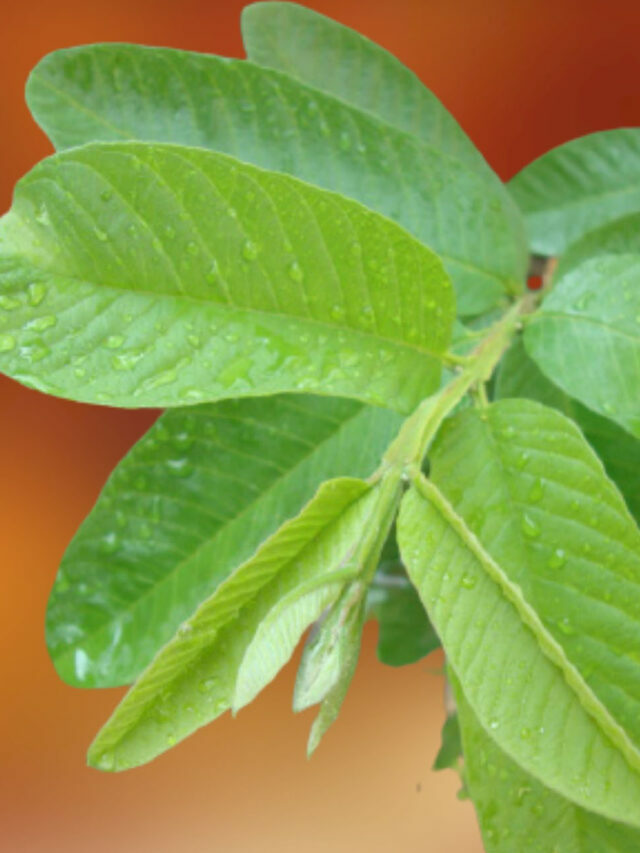 Guava leaves are very healthy for you.